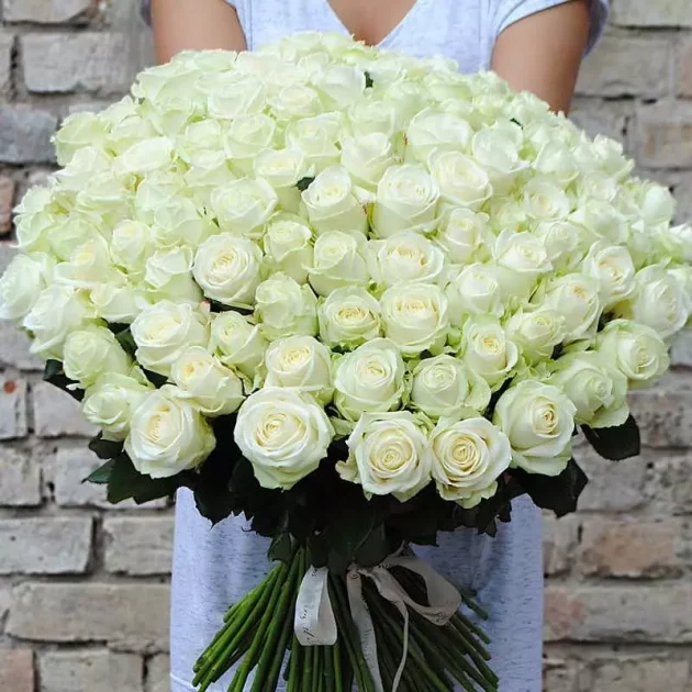 101 white roses 70cm
